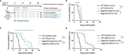 Conventional Therapies Deplete Brain-Infiltrating Adaptive Immune Cells in a Mouse Model of Group 3 Medulloblastoma Implicating Myeloid Cells as Favorable Immunotherapy Targets